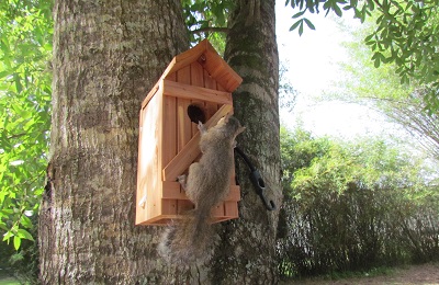 A baby squirrel on a tree house.