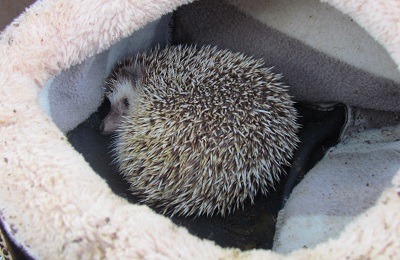 A hedgehog