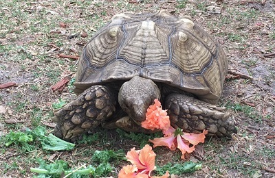 A tortoise eating vegetation.