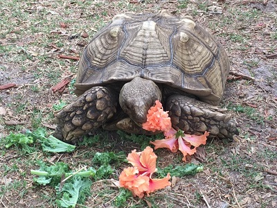 Tortoise eats vegetation