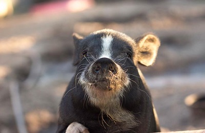A piglet standing.